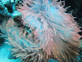   most beautiful anemone have ever seen. Its almost though there internal light source seen  